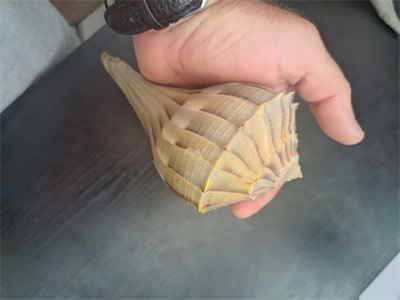 Beautiful Florida Lighting Whelk Conch